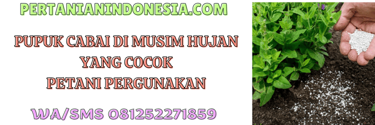 pupuk,cabai,musim hujan,petani,pertanian indonesia